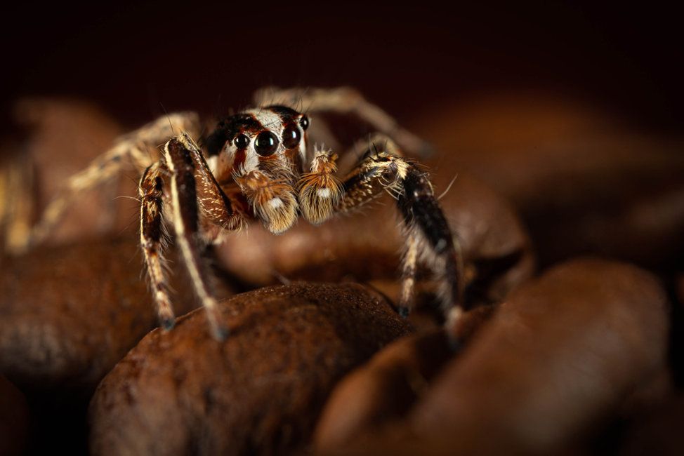 A 2x close-up on a jumping spider atop coffee beans. Courtesy of Mishal Alryhan. 