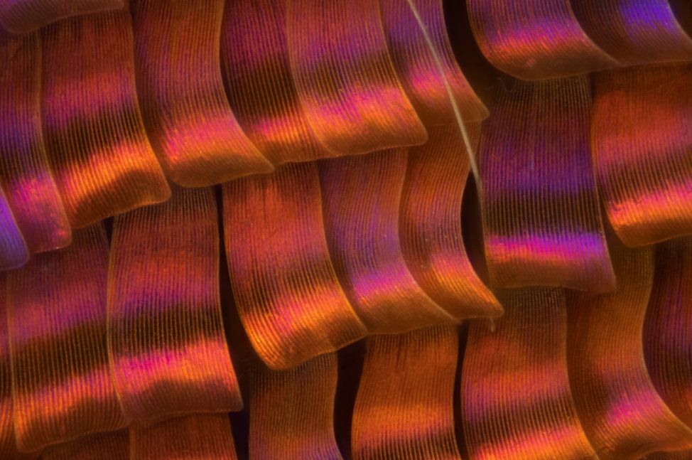 A 55x close-up on the wing of the sunset moth (Chrysiridia rhipheus). Courtesy of Mishal Alryhan. 