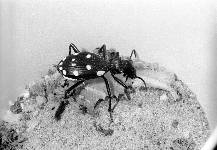  Courtesy of Aramco Archives