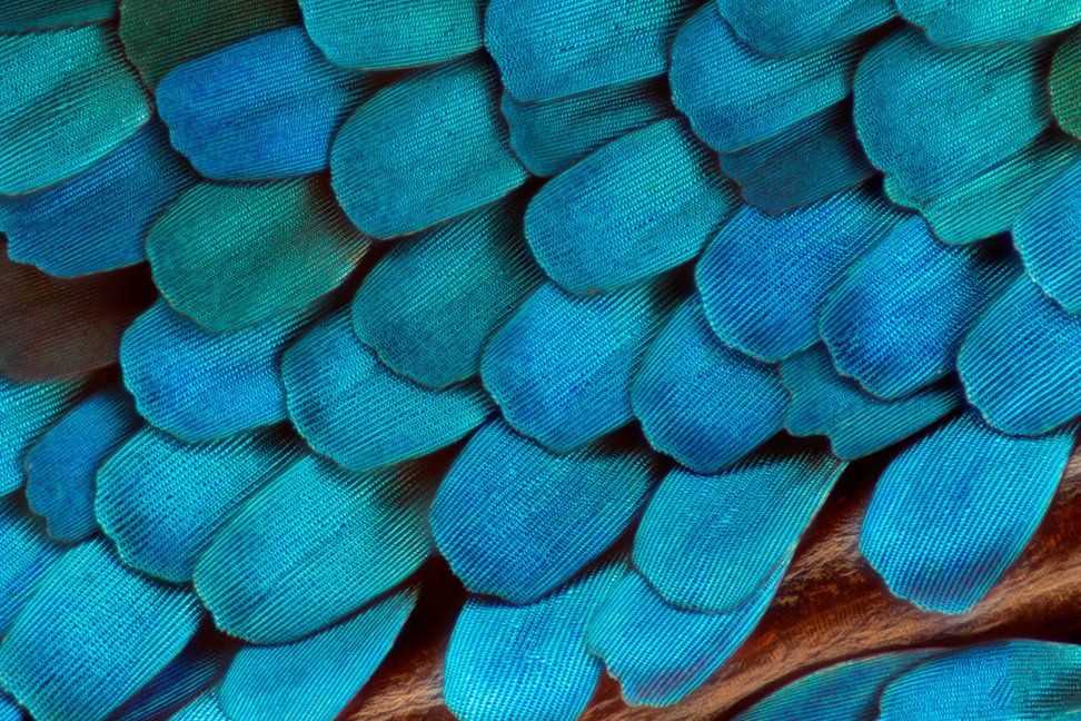 A 50x close-up of the wing of the necyria butterfly (Necyria duellona). Courtesy of Mishal Alryhan. 
