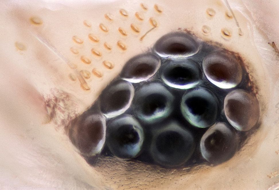 A 63x close-up of the eyes of a silverfish insect, which cannot be seen by the naked eye. Courtesy of Mishal Alryhan. 