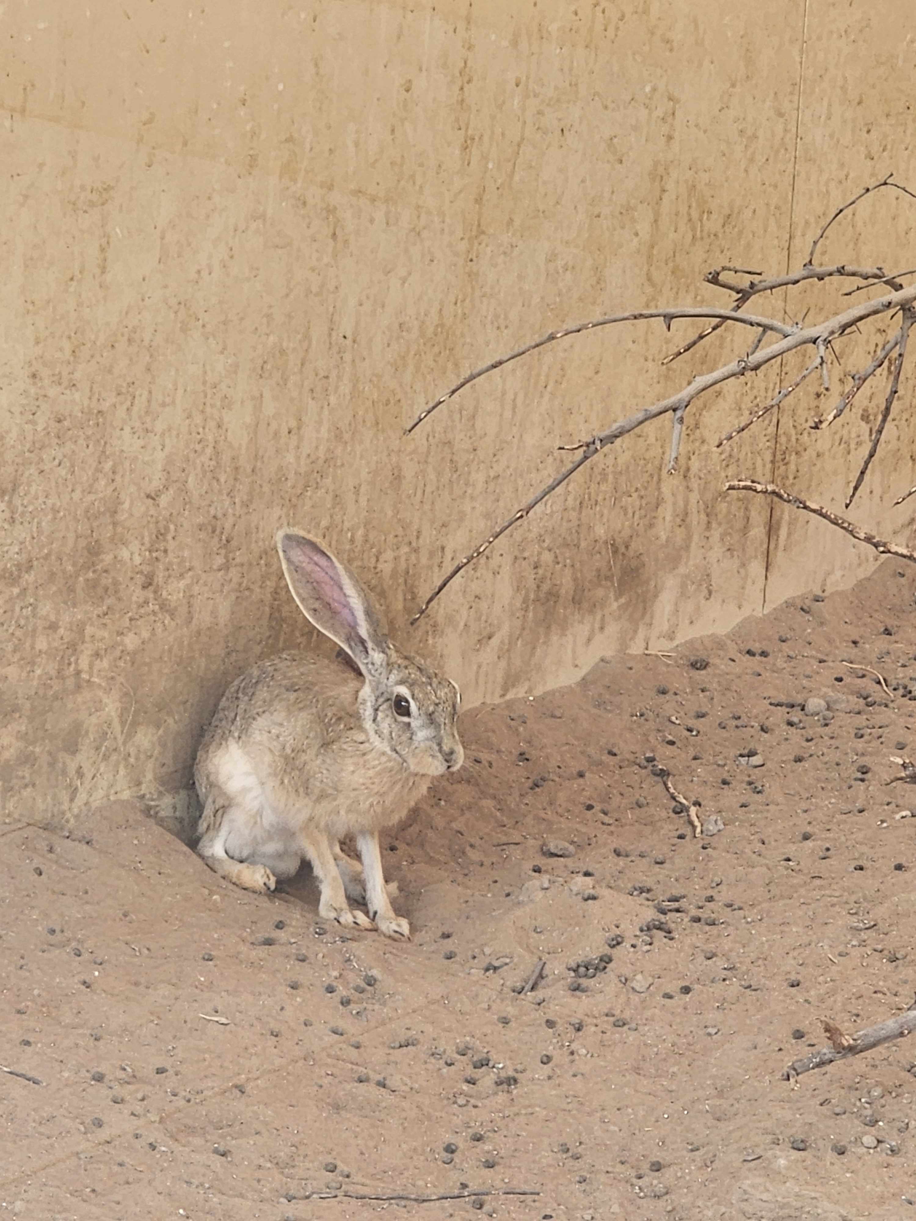 Cape Hare at Shaybah Wildlife Sanctuary. Photo by Rym Al-Ghazal.