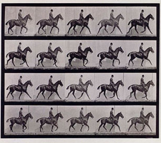 The Trot: Plate from Animals in Motion, United States, 1887 by Eadweard Muybridge. Credit AMNH Library.
