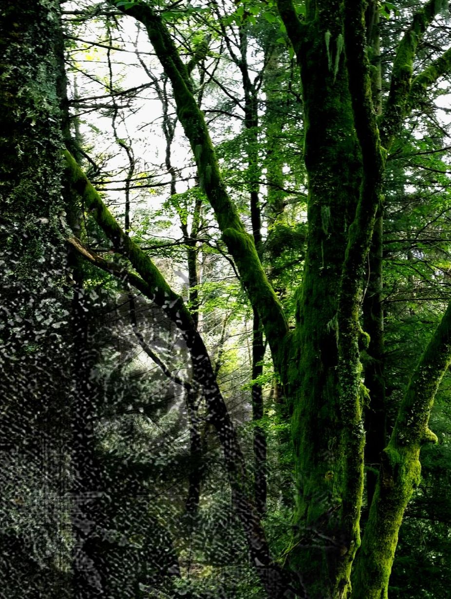 Encountering a tree troll. When walking in the forest, beware of trolls, witches and gnomes, some are lucky and will tell you secrets, and some will put spells on you, pulling you into the underworld.Photo/illustration by Anne Katrine Senstad
