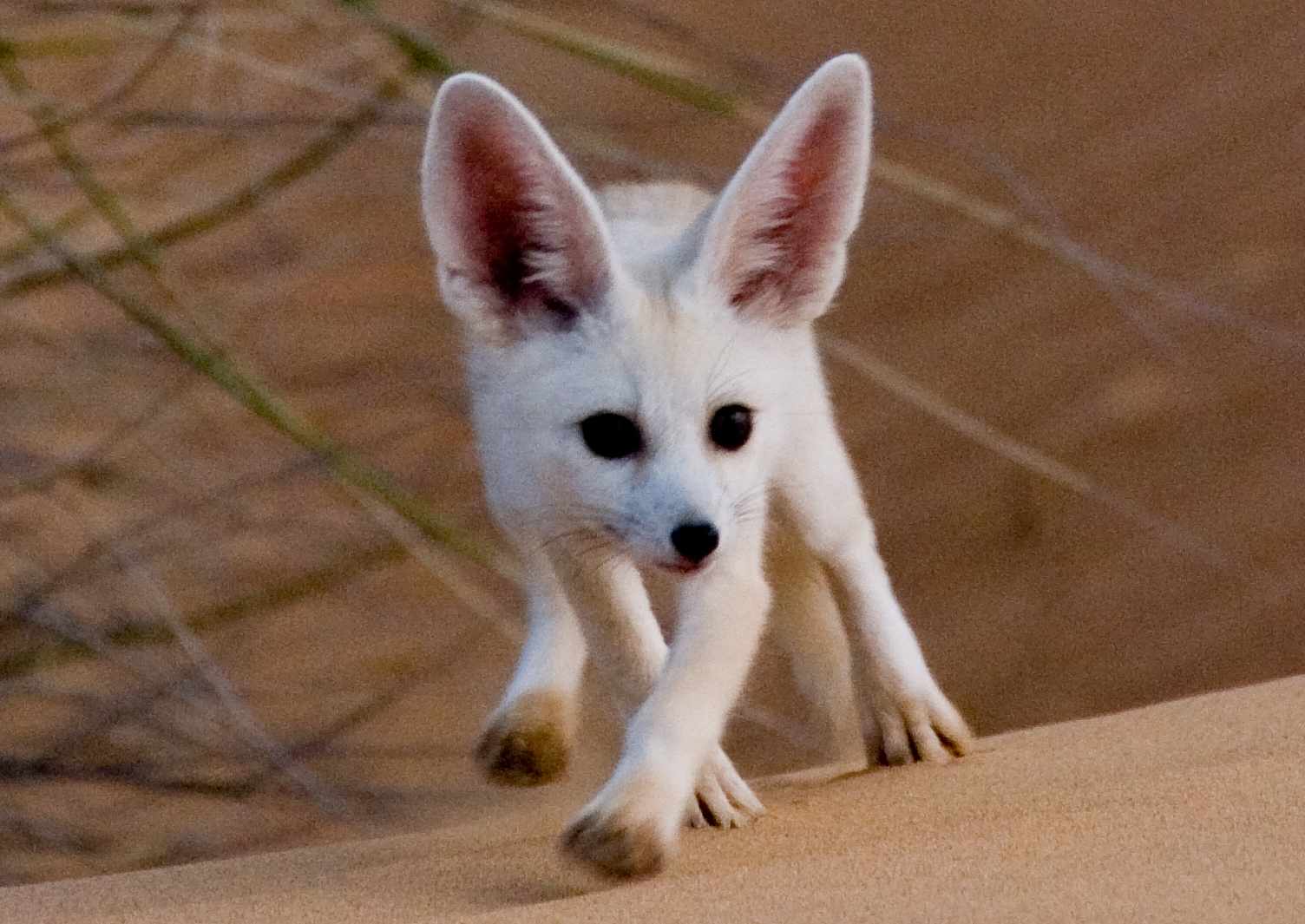 A young Arabian Sand Fox at Shaybah Wildlife Sanctuary. Photo credit Shaybah Wildlife Sanctuary.