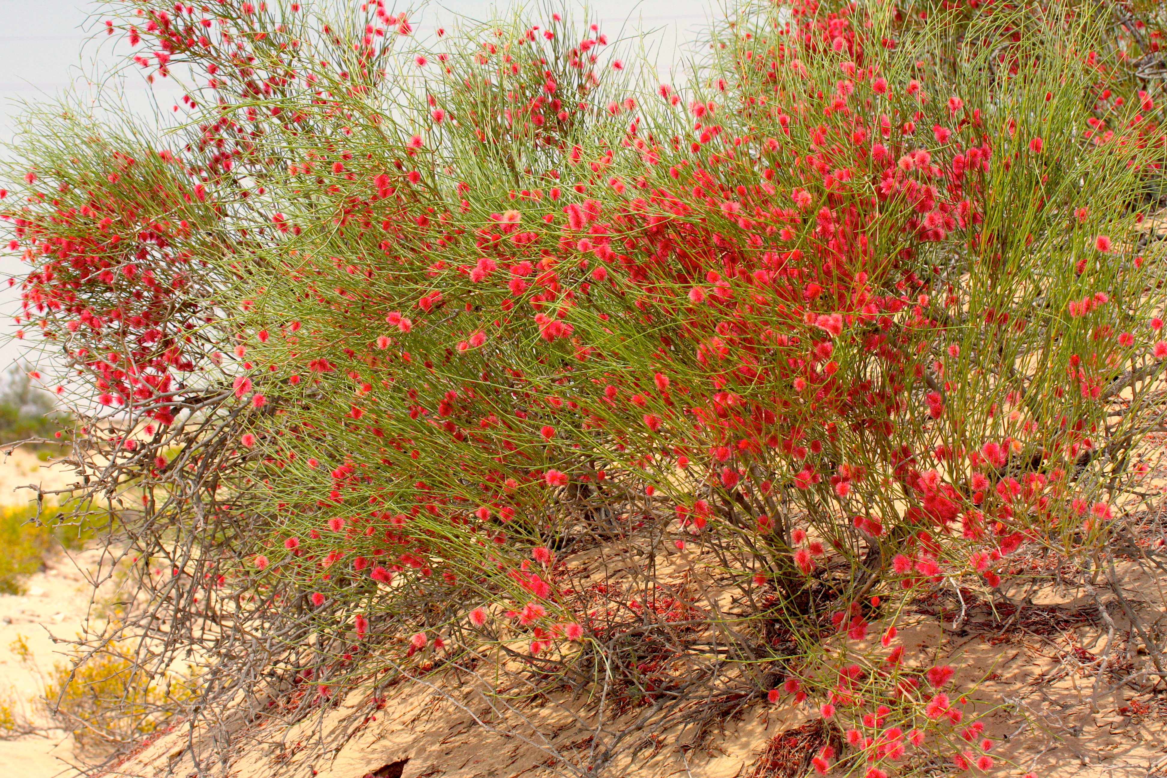Over 11 plant species found at Shaybah Wildlife Sanctuary. Calligonum crinitum.Photo from Shaybah Wild Sanctuary.