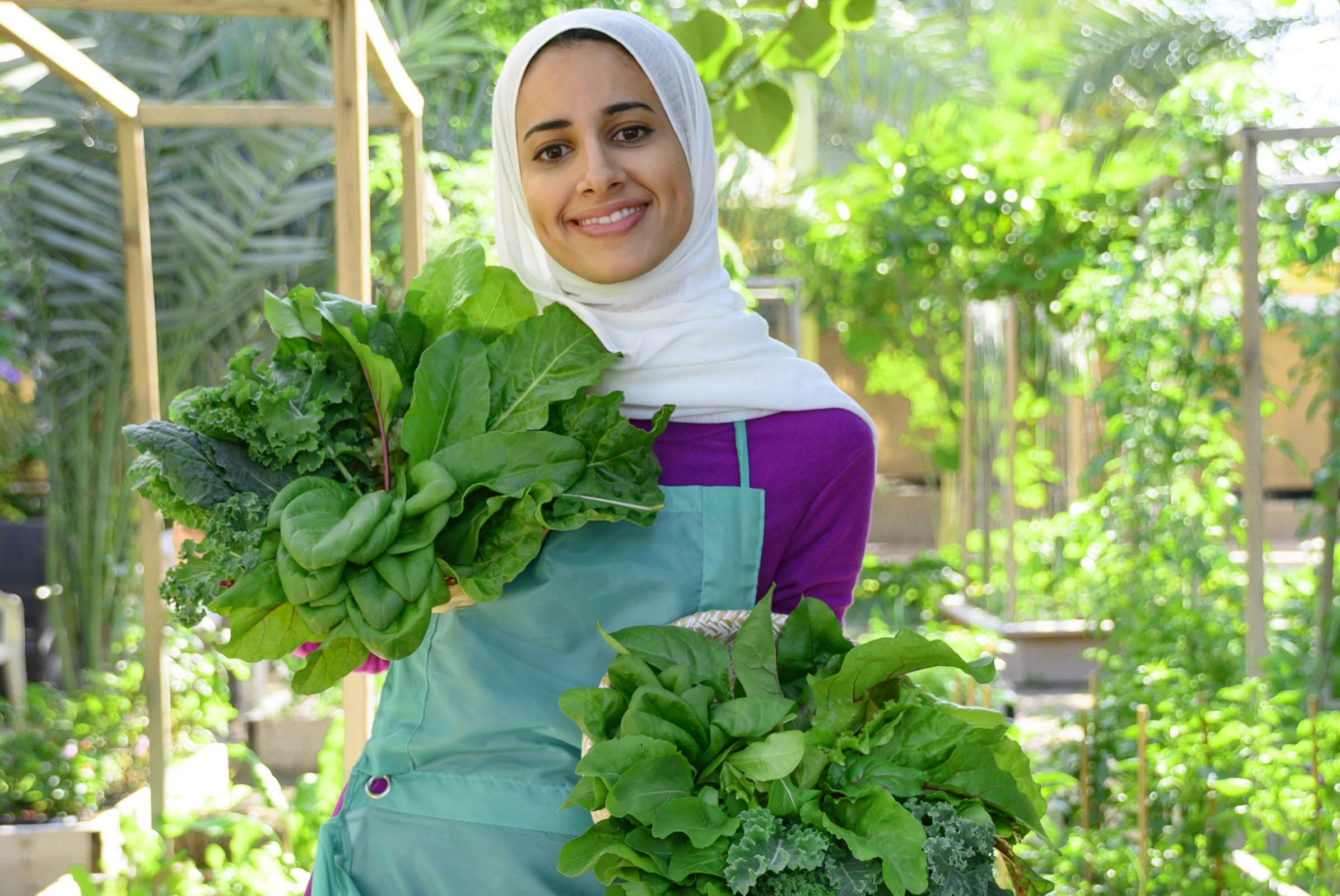 حصاد الورقيات الخضراء. بإذن من الزينة البابطين.