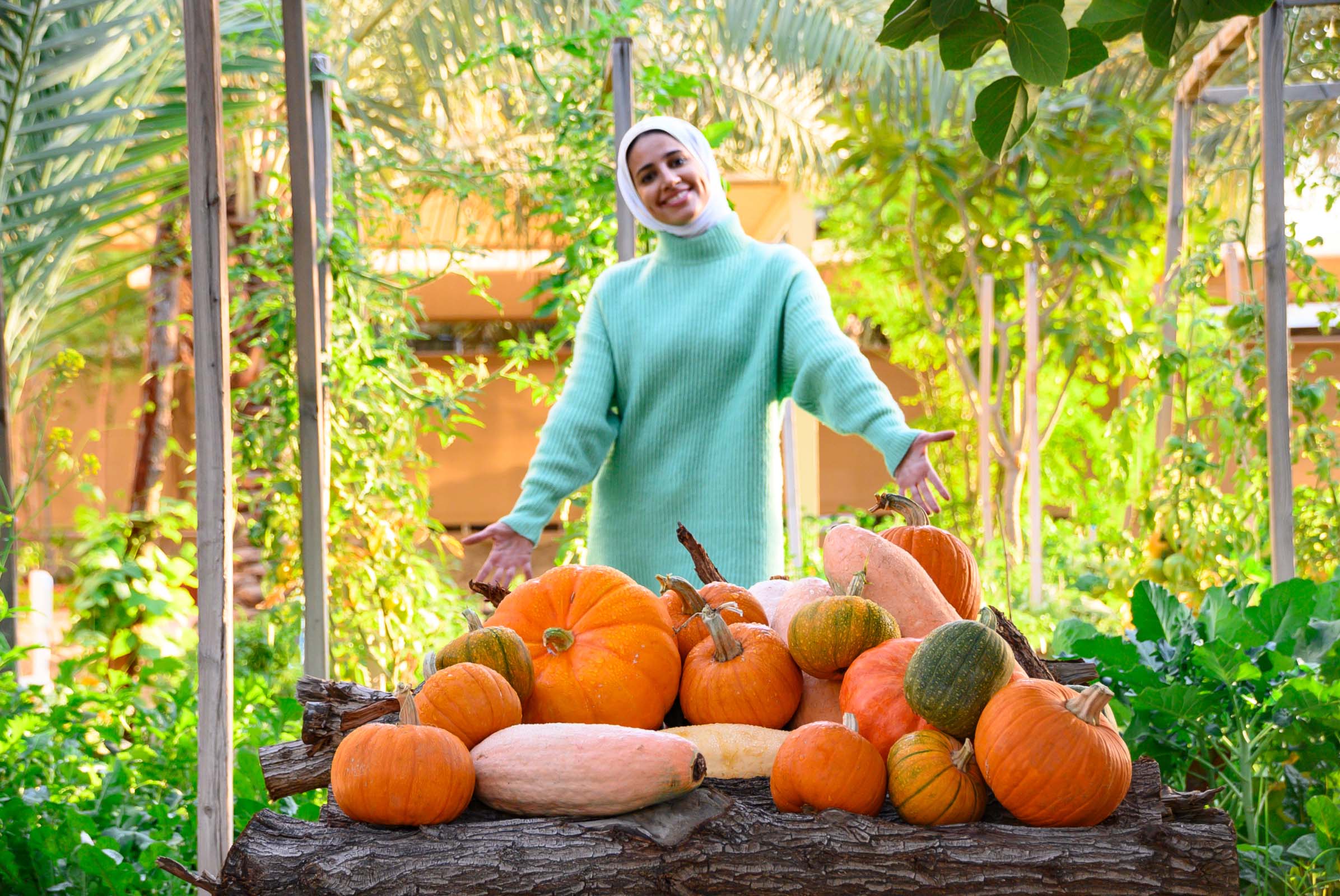 حصاد القرع سنة 2020 ، بإذن من الزينة البابطين.