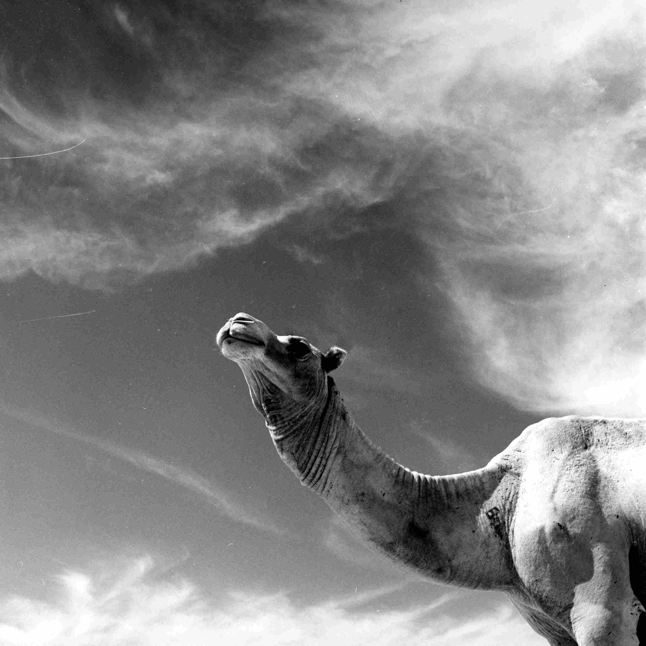 Courtesy of Aramco Archives. 