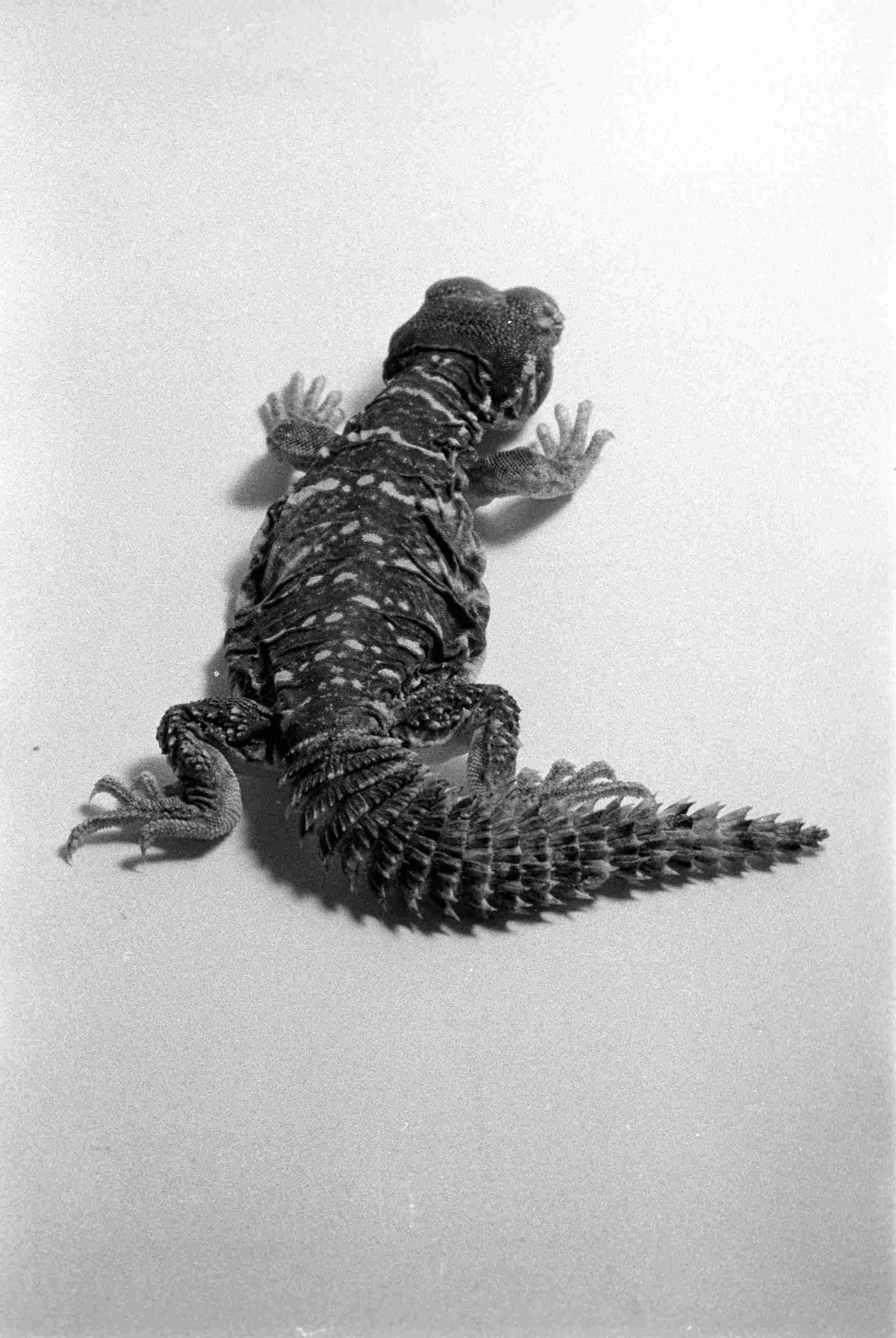Courtesy of Aramco Archives.