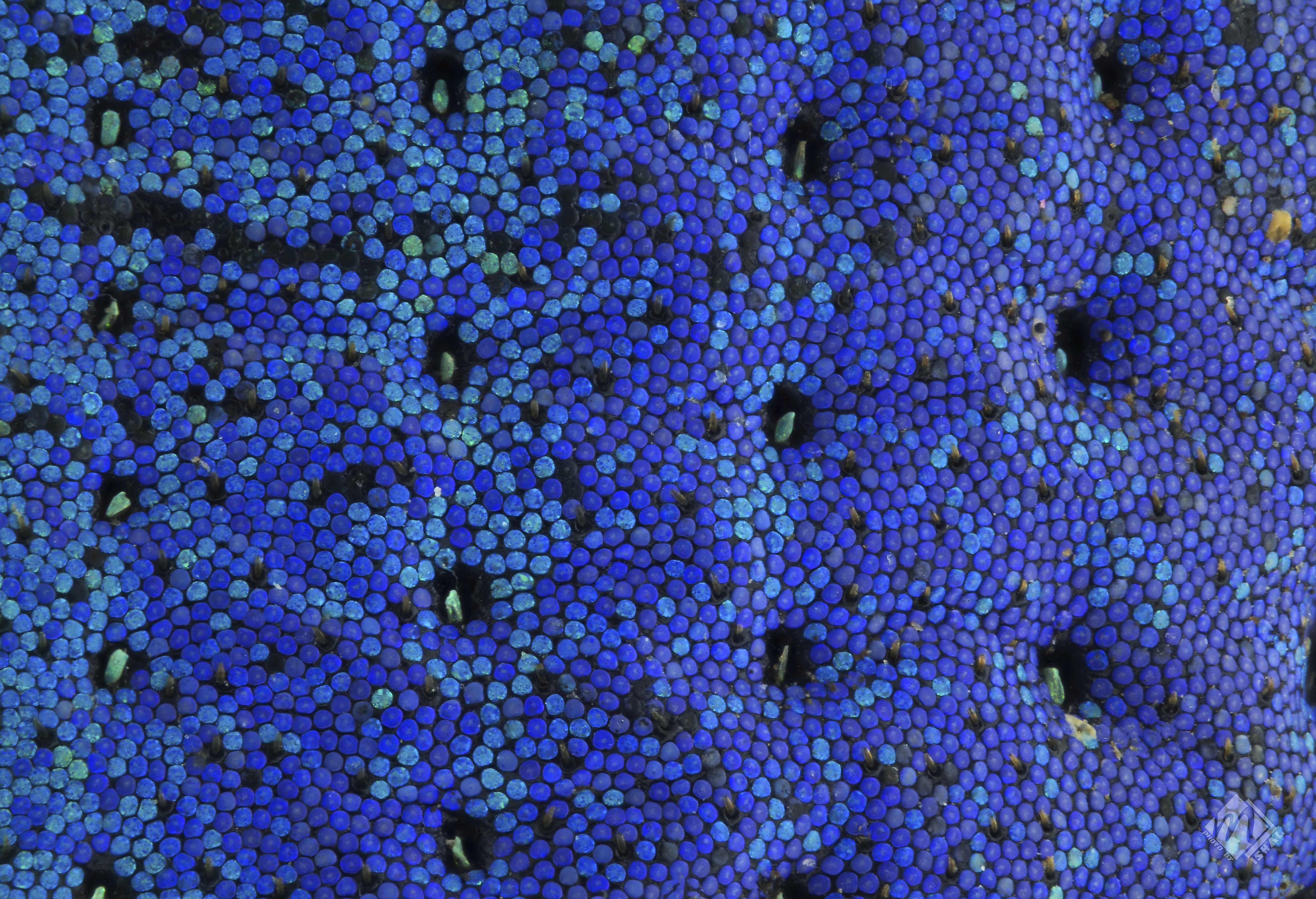 A 10x close-up on the back of a blue weevil beetle. Courtesy of Mishal Alryhan. 