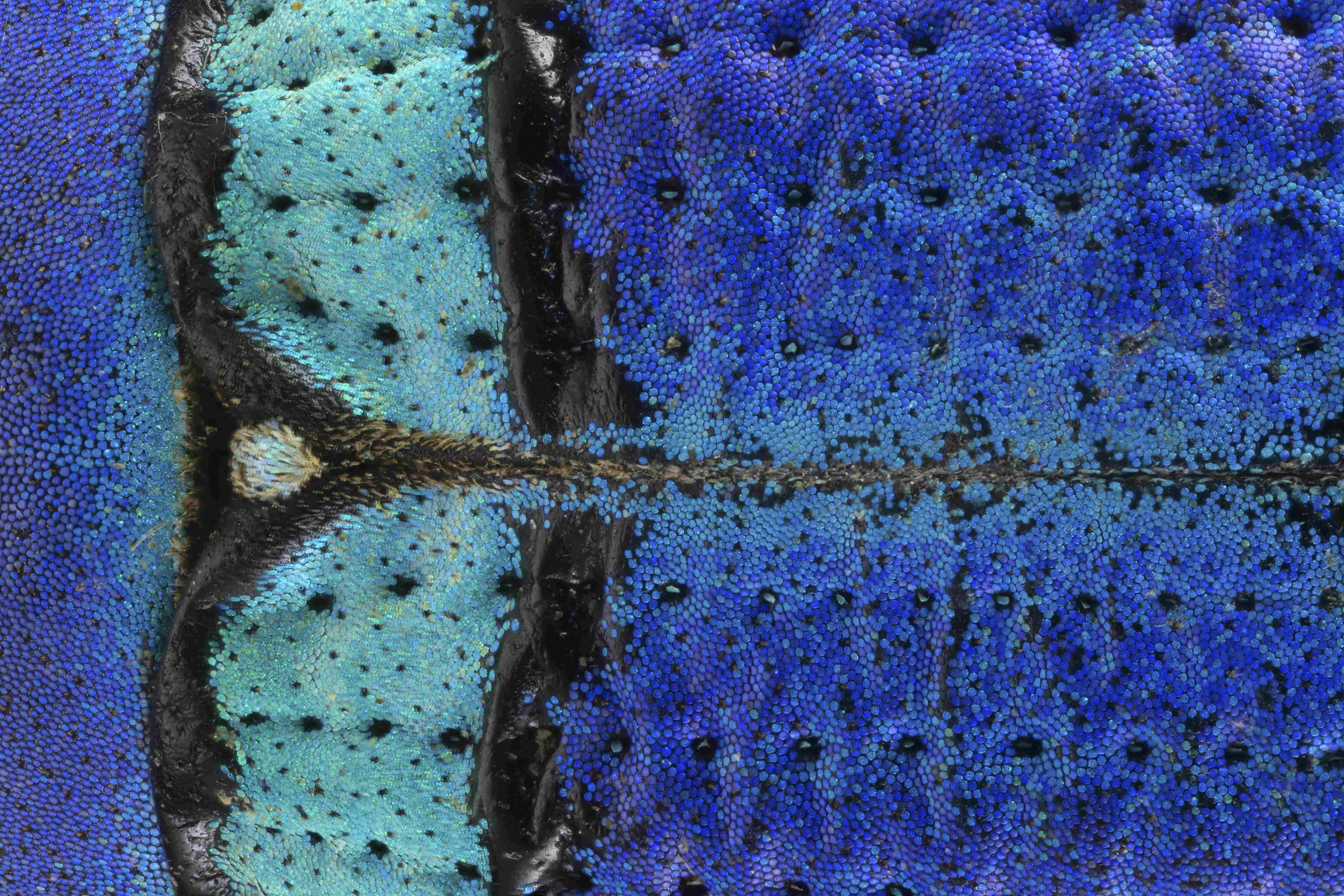 A 4x close-up on the back of a blue weevil beetle. Courtesy of Mishal Alryhan. 