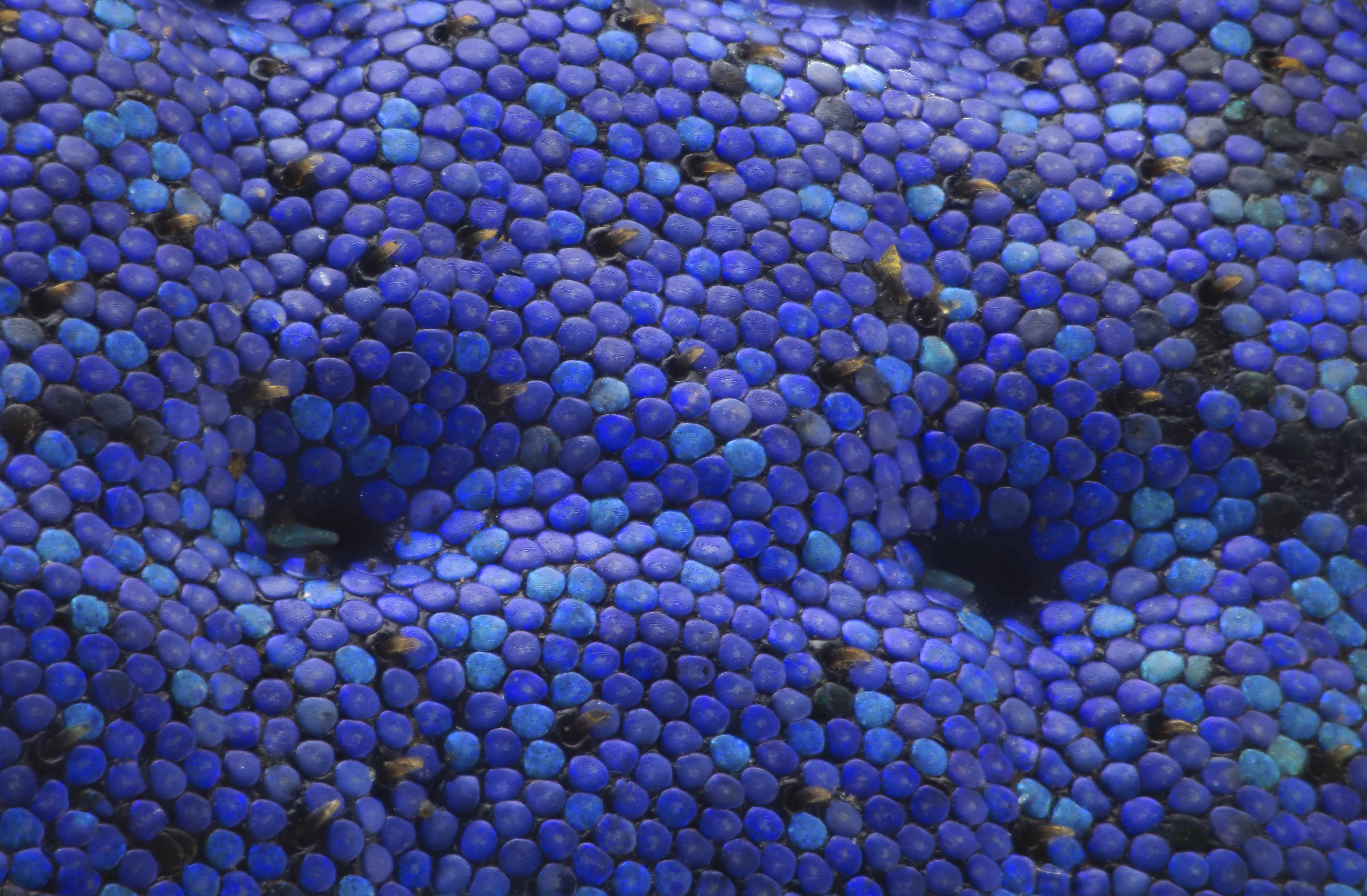 A 50x close-up on the back of a blue weevil beetle. Courtesy of Mishal Alryhan. 