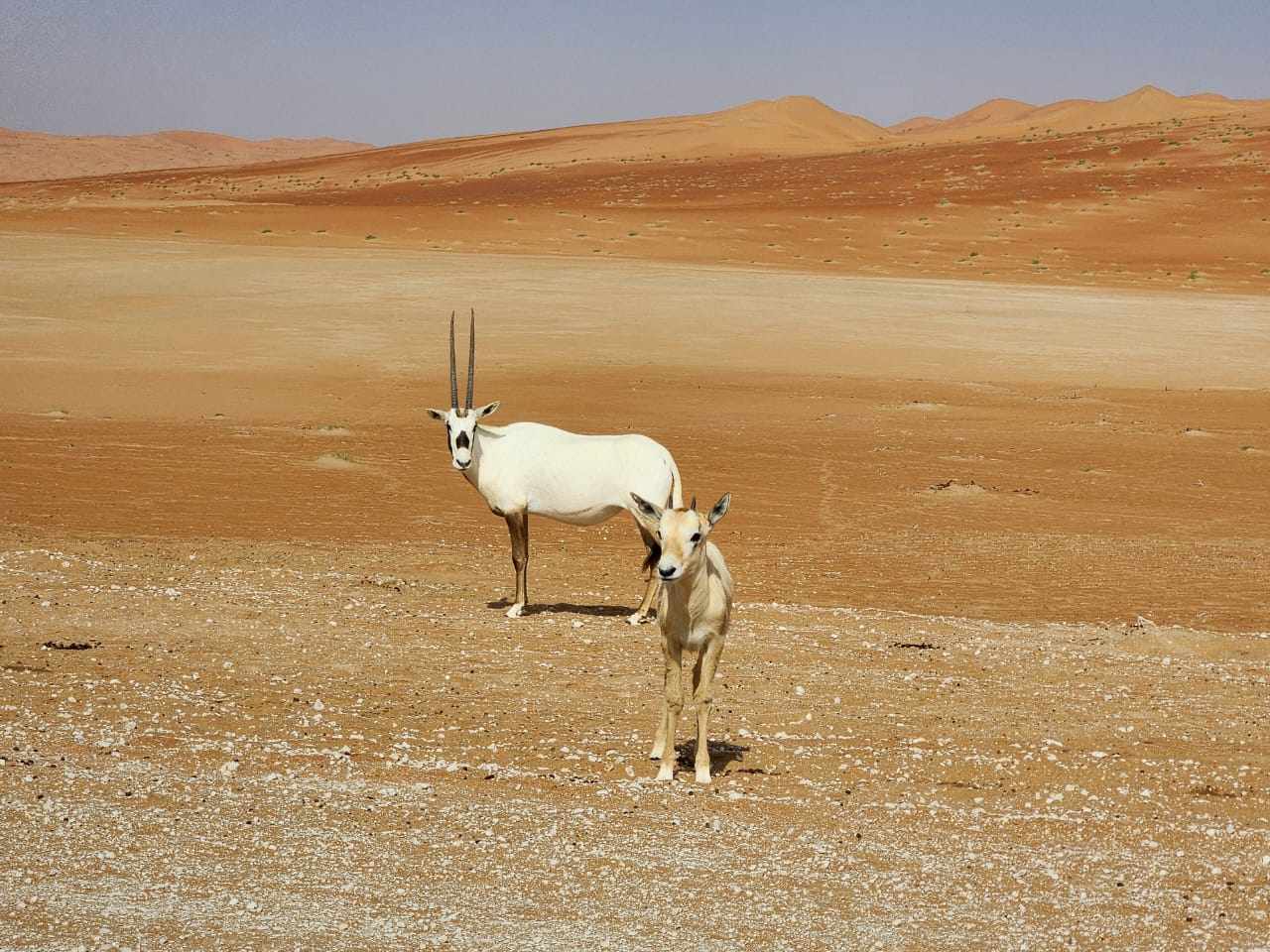 A family affair — baby Arabian Oryx with mother at the Shaybah Wildlife Sanctuary. The young are browner in color to help them with camouflage against the desert sands. Photo by Rym Al-Ghazal.