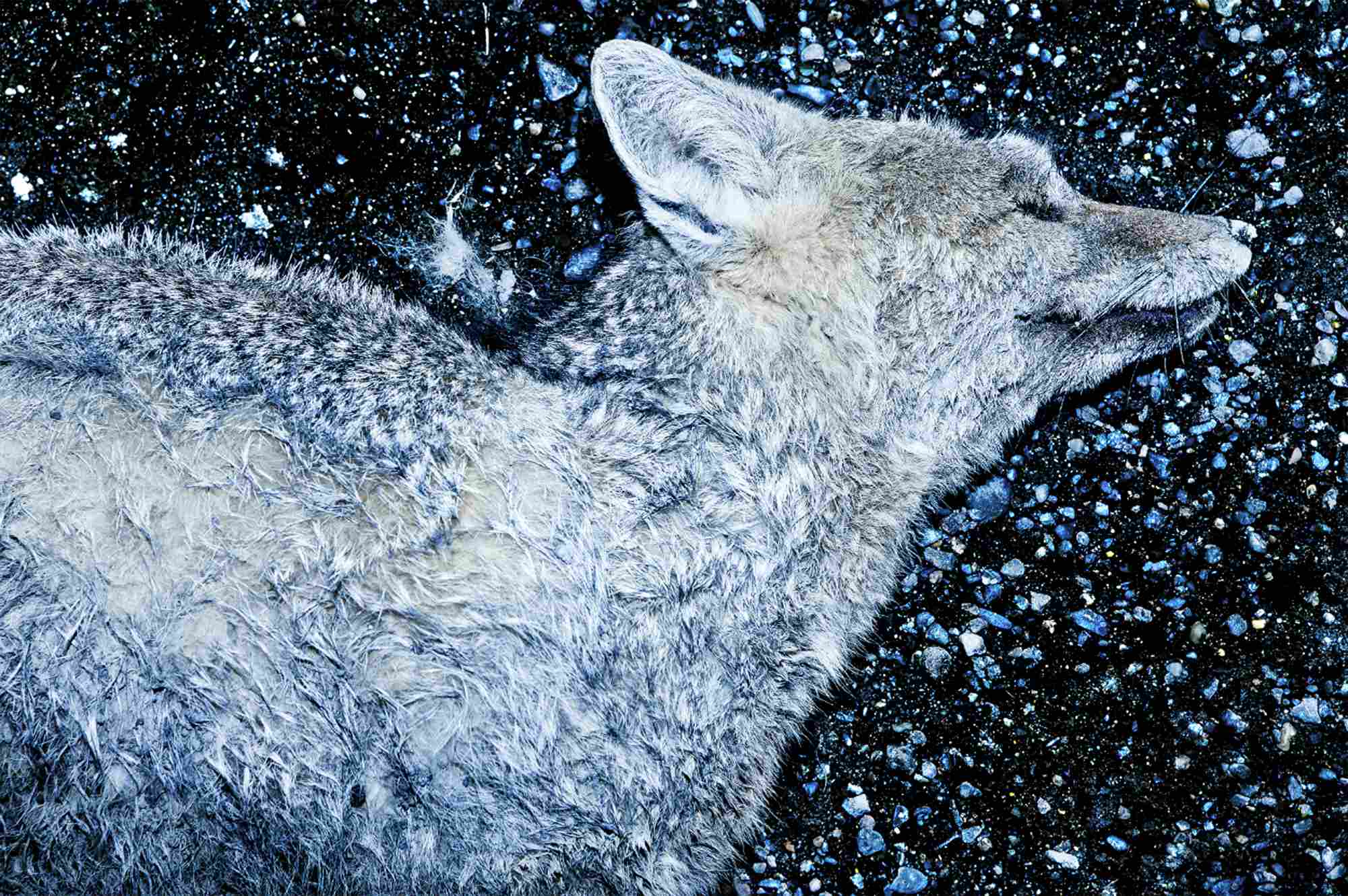 Nicolas Janowski, Zorro, 2014. Archival Print. 70x105. Courtesy of the artist and Invernizzi Art Lab.&nbsp;