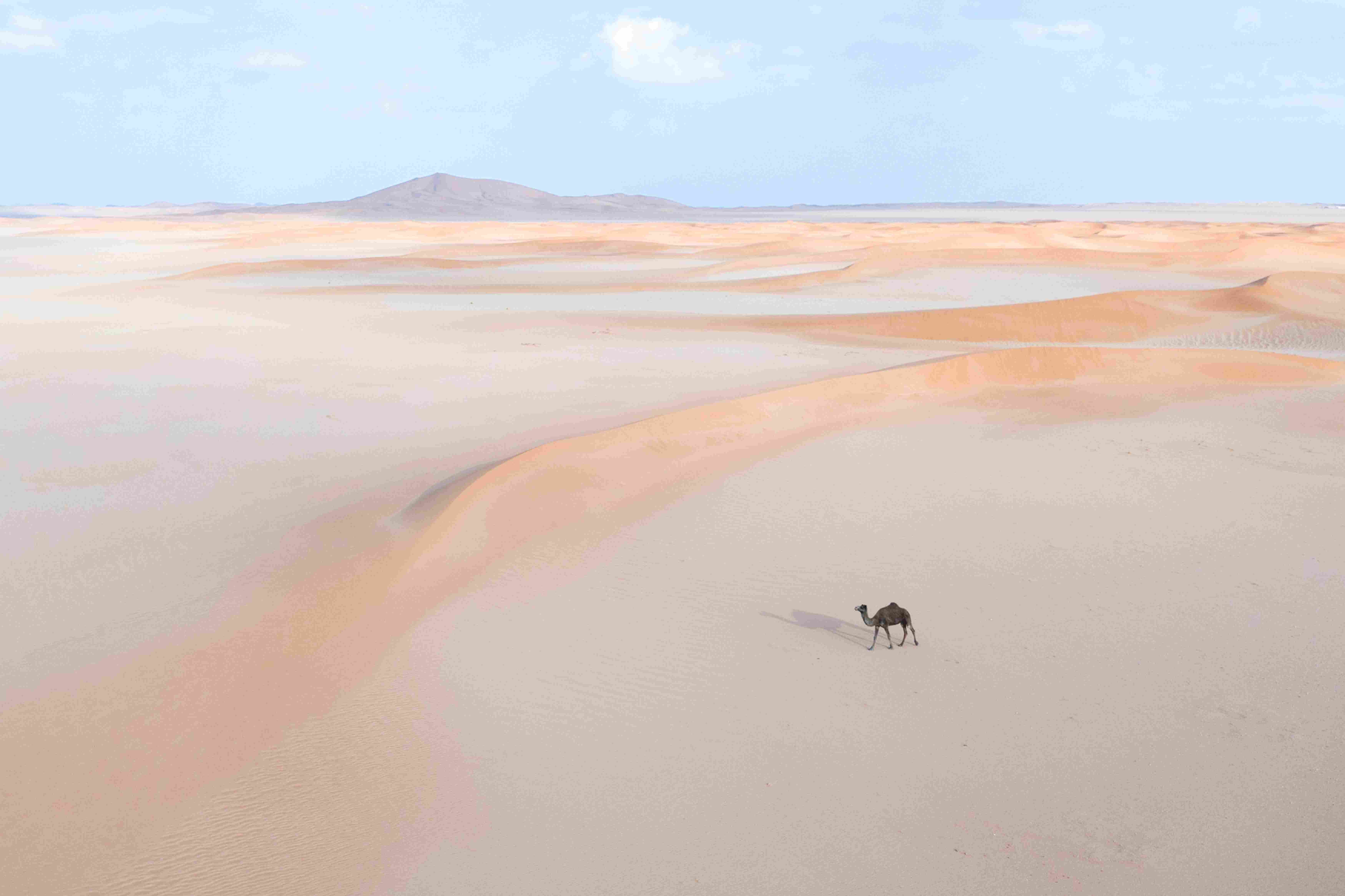 A lone camel in a scene of serenity and solitude among the sands of Abraq Al-Azaf, in Al-Hanakiya governorate, Al-Madinah Province. Courtesy of Ibrahim Sarhan. 