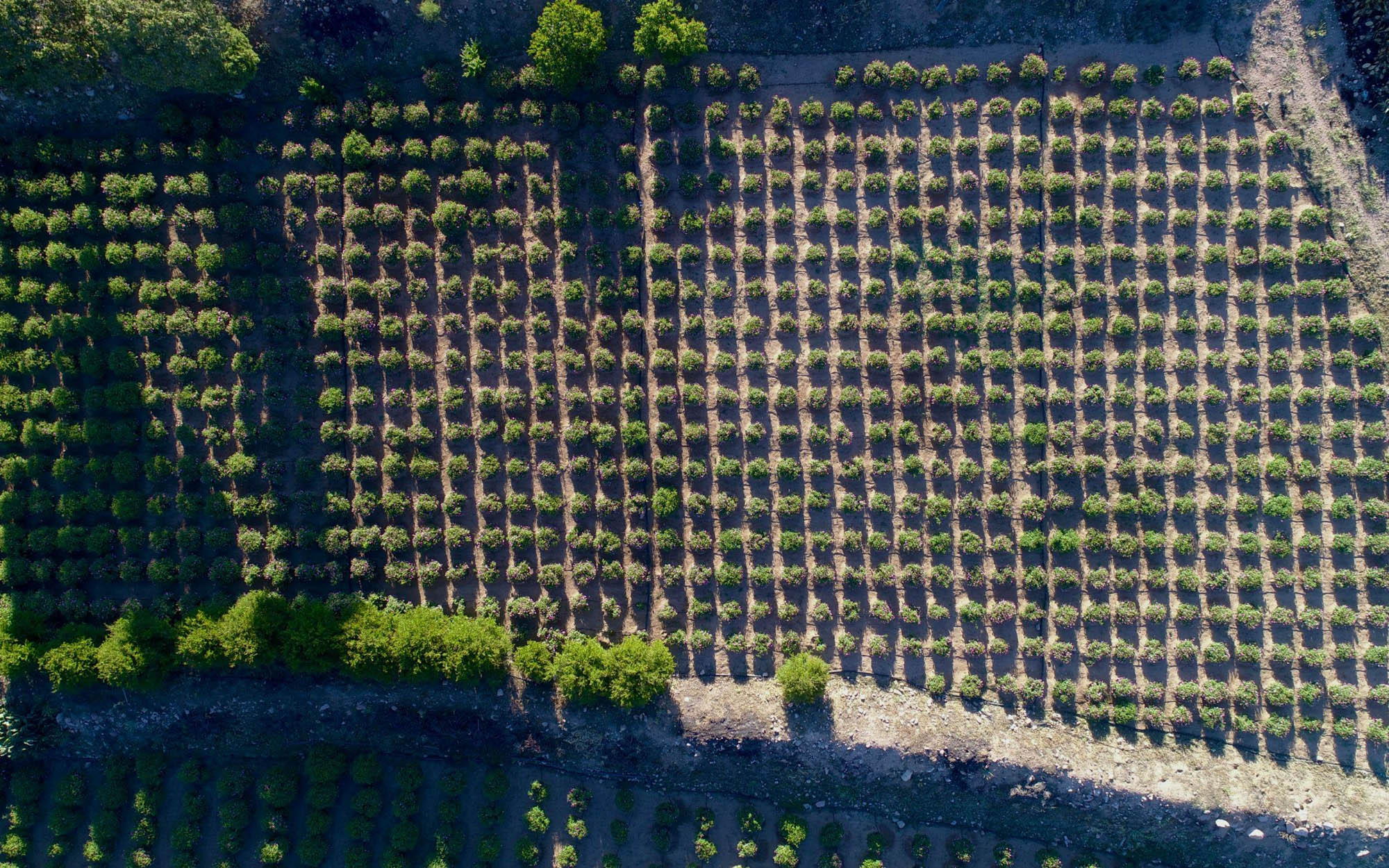 إﻧﺴﺎن ﺑﺬاﻛﺮة اﻟﺒﺴﺎﺗﻴﻦ