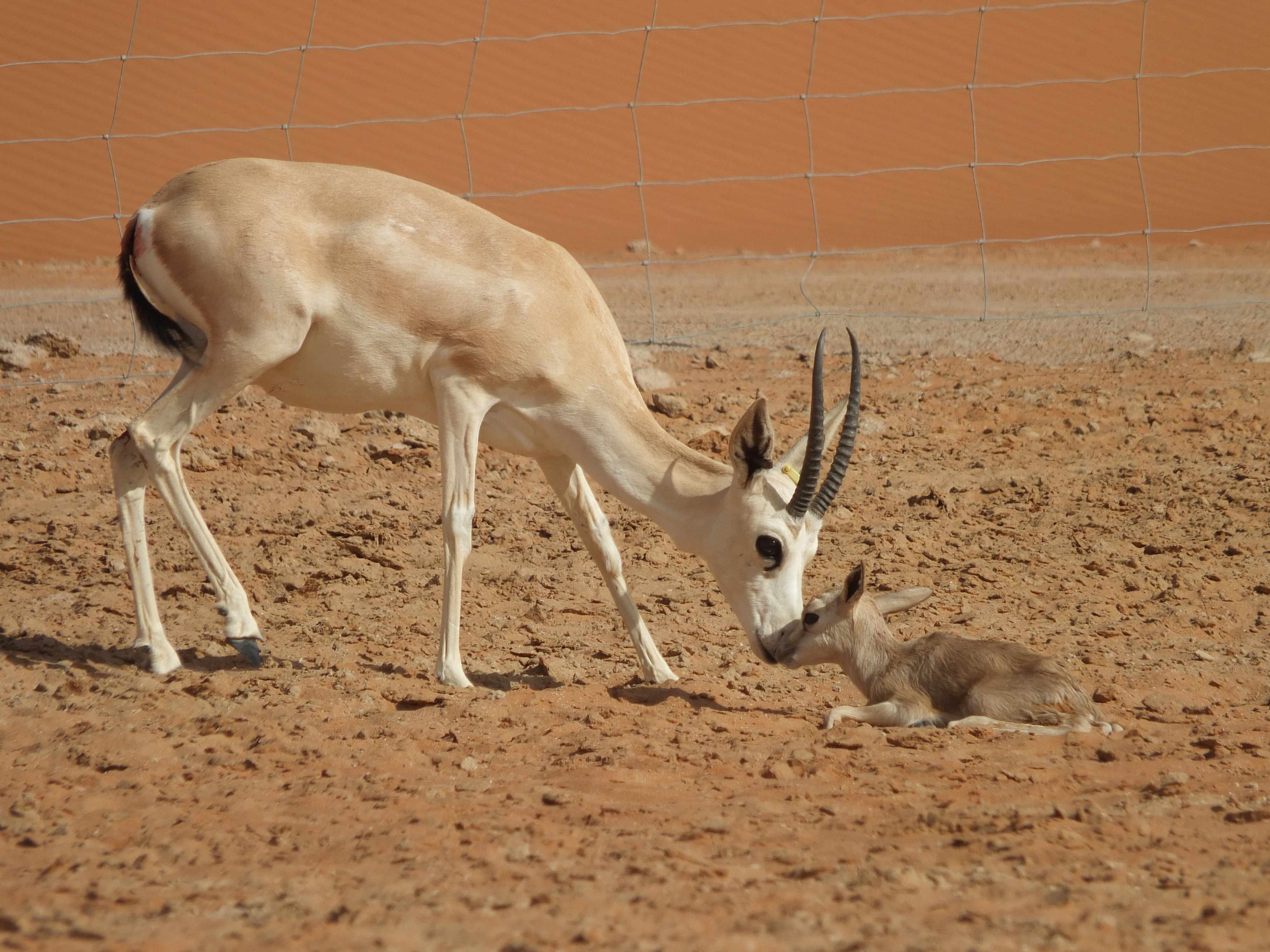 Photo credit Shaybah Wildlife Sanctuary.