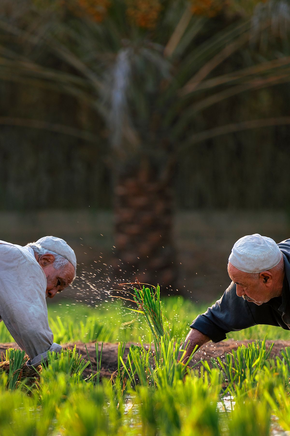 Al Ahsa living- photographed by Abdullah Al- Shaikh 