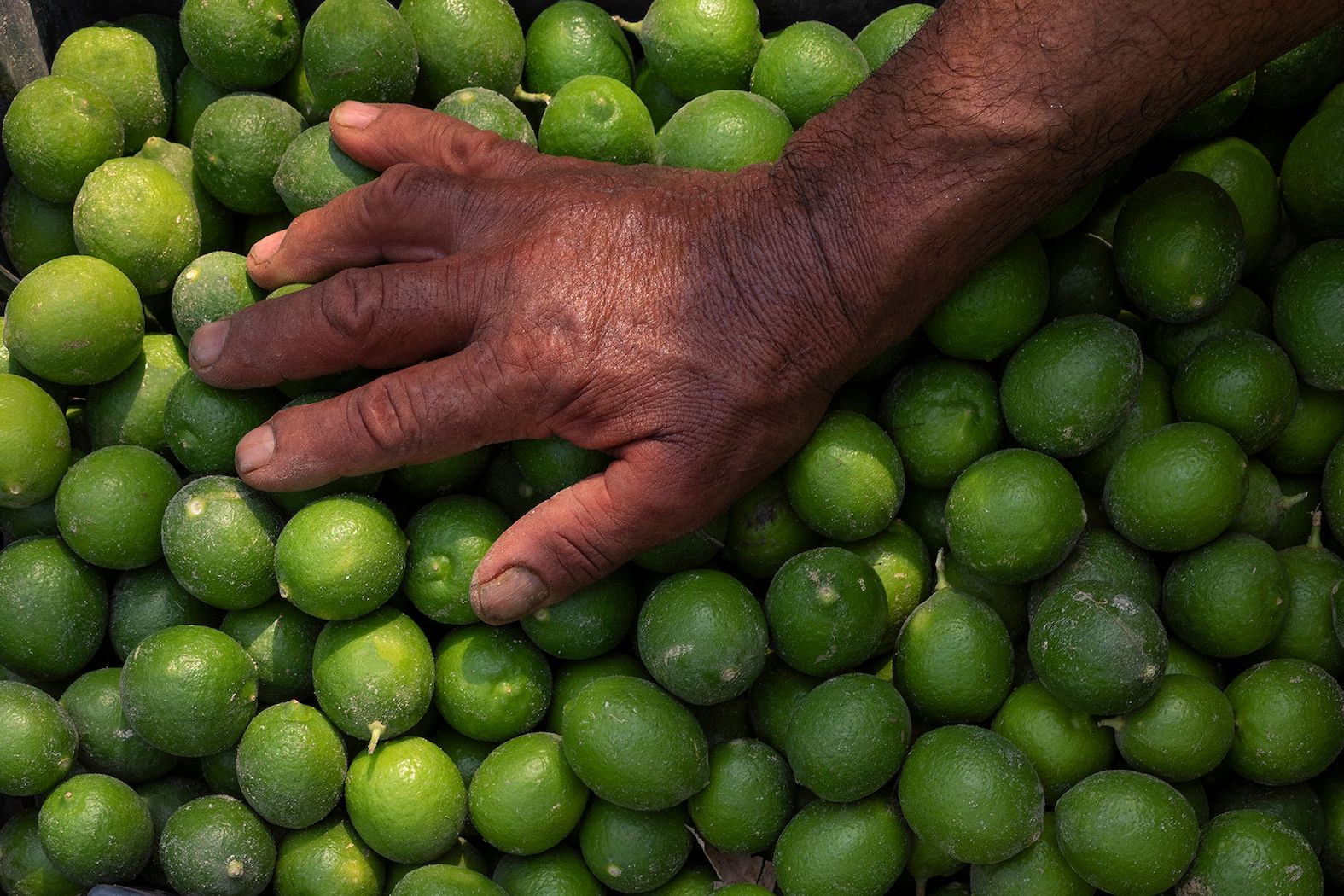 Al Ahsa limes - photographed by Abdullah Al-Shaikh