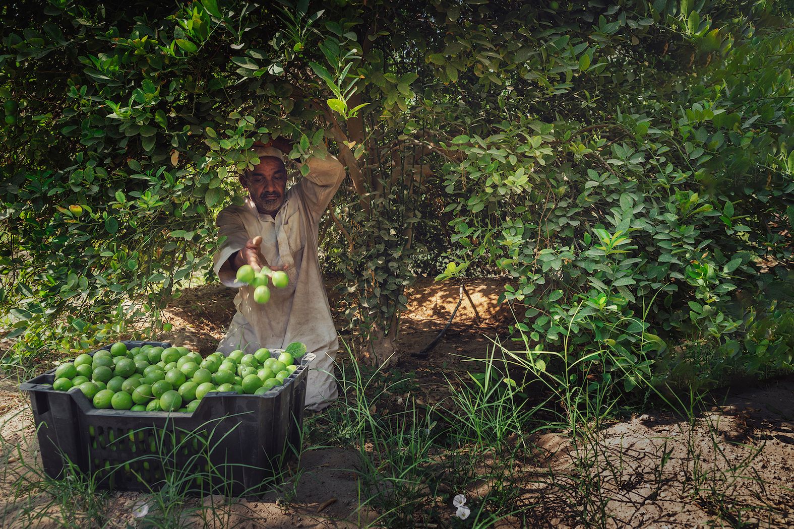 Al Ahsa limes - photographed by Abdullah Al-Shaikh