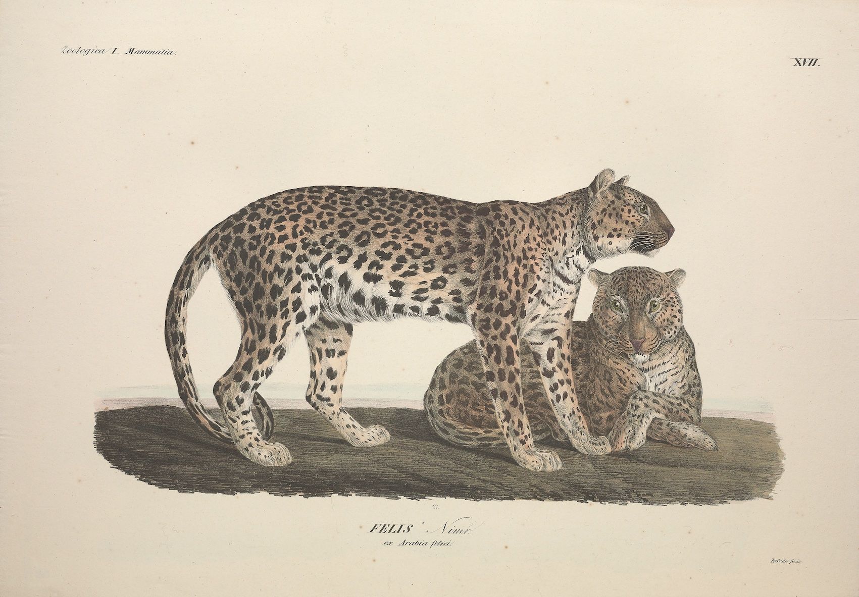 Honoring the Mysterious Arabian leopard