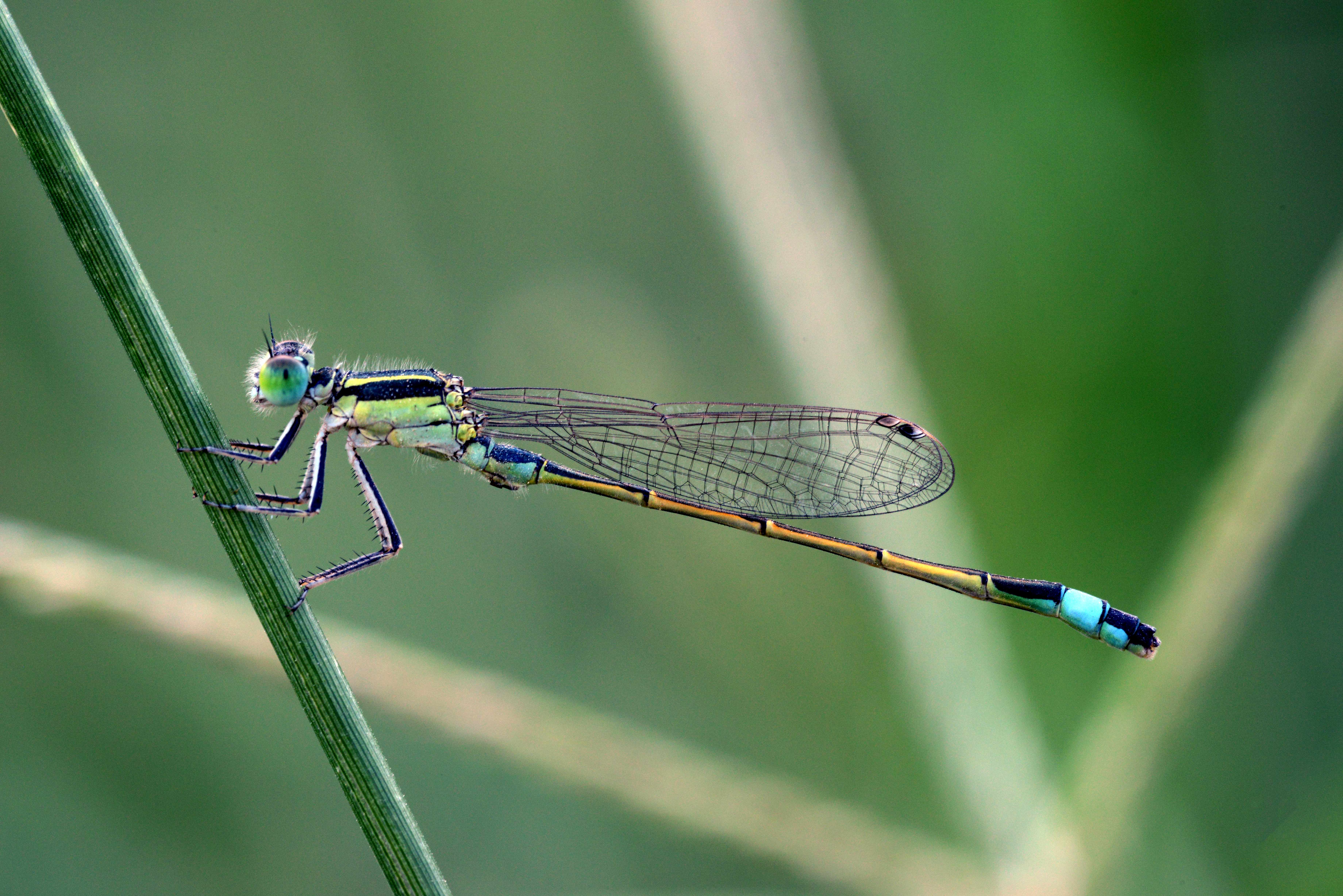 A full-body image of a 6 cm damselfly, the size of a sewing needle. Courtesy of Mishal Alryhan. 