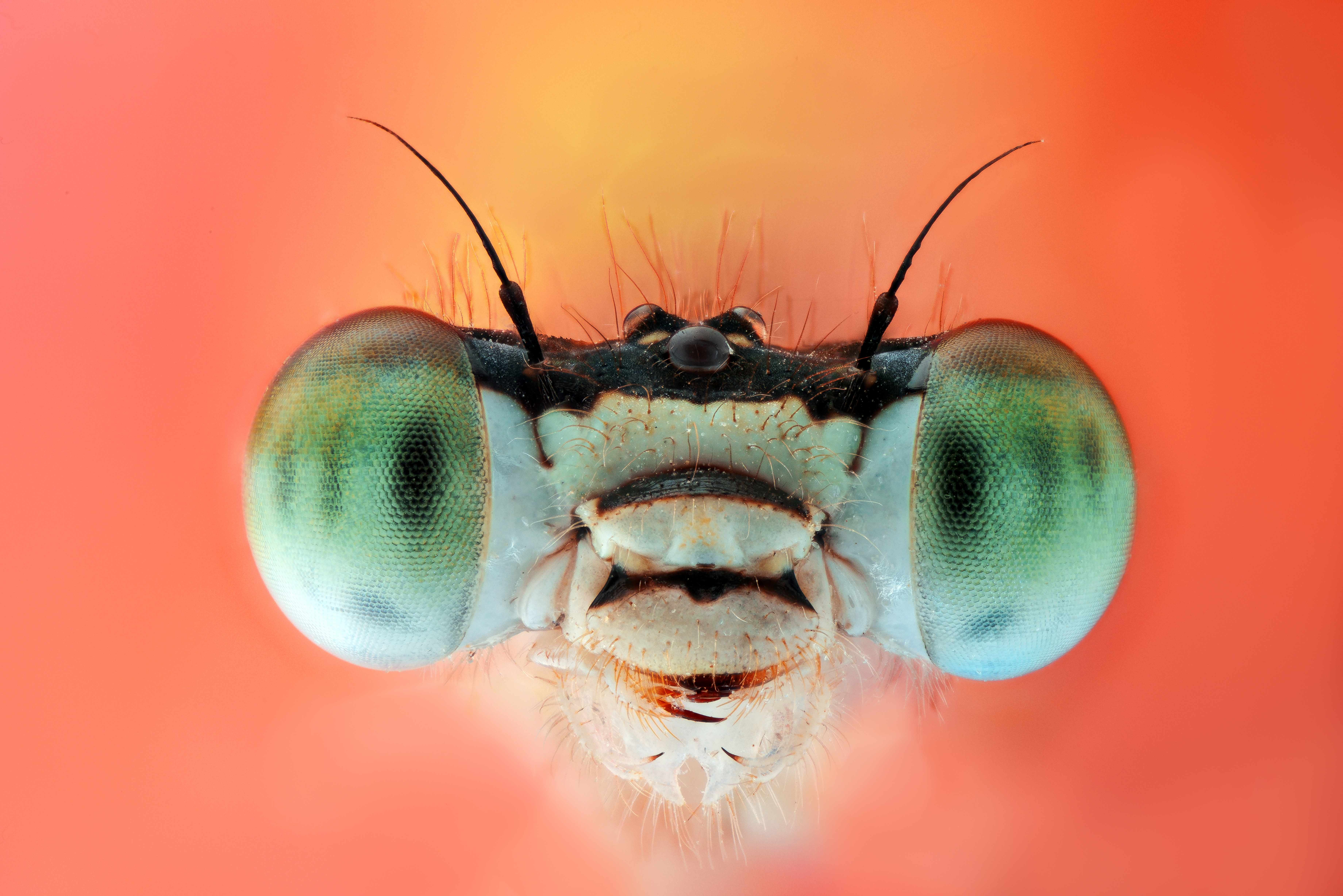 A 5.8x close-up on a green-eyed damselfly. Courtesy of Mishal Alryhan. 