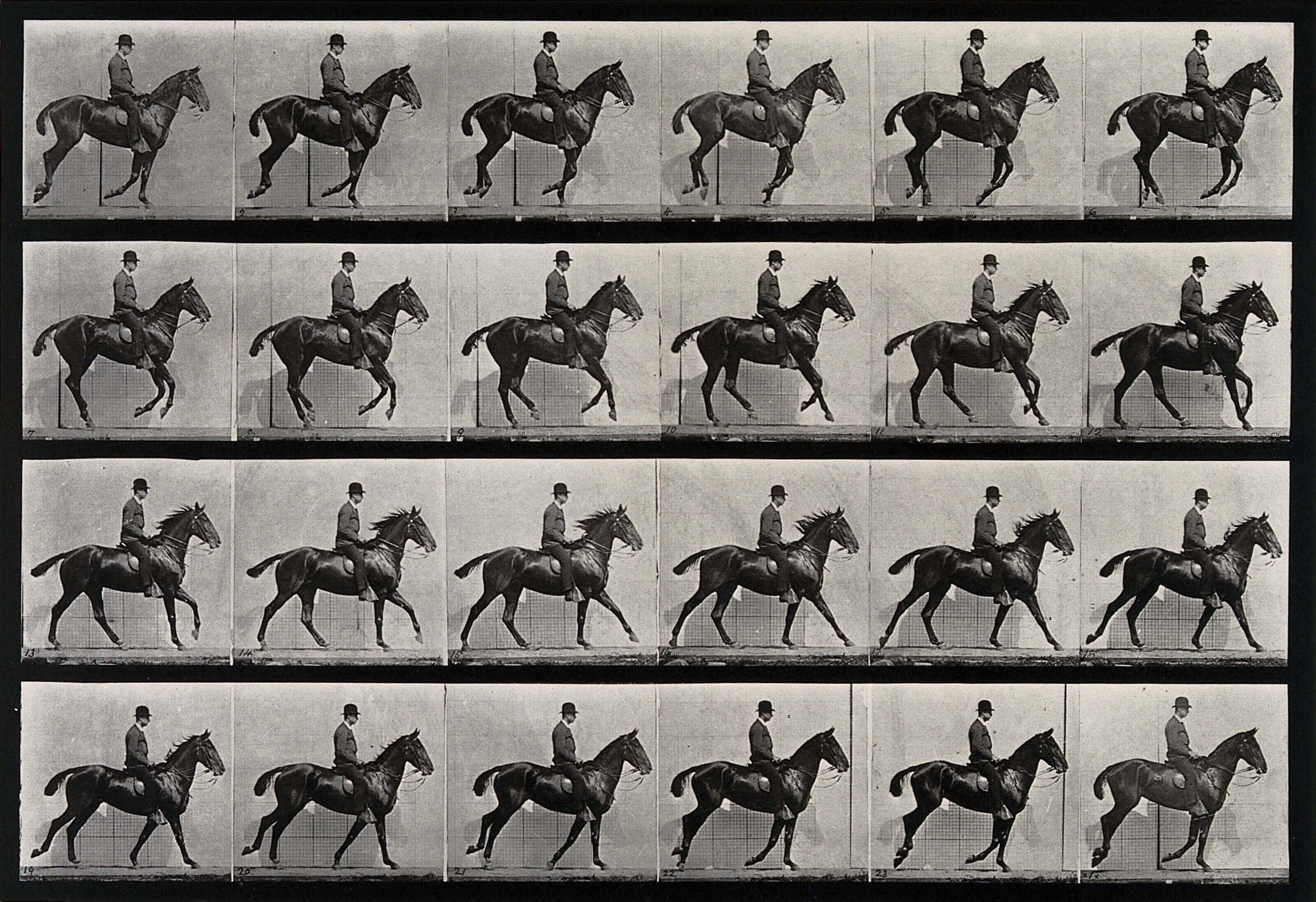 The Trot: Plate from Animals in Motion, United States, 1887 by Eadweard Muybridge. Credit AMNH Library & Weclome Collection..