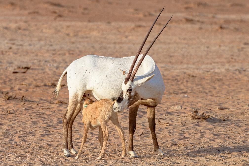 ‘Oryx and her baby being fed, Shaybah Sanctuary.’ December 1, 2025. Courtesy of Aramco Archives.&nbsp;