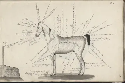 The wealth of knowledge and heritage of the Arabian horse. An excerpt from Count Rzewuski’s Sur les Chevaux Orientaux et Provenants des Races Orientales ("Concerning the Horses of the Orient and Those Originating from Oriental Breeds"). 1820 - 1830. Source: polona.pl.&nbsp;