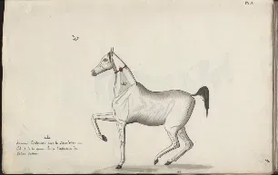 An excerpt from Count Rzewuski’s Sur les Chevaux Orientaux et Provenants des Races Orientales ("Concerning the Horses of the Orient and Those Originating from Oriental Breeds"). 1820 - 1830. Source: polona.pl.&nbsp;