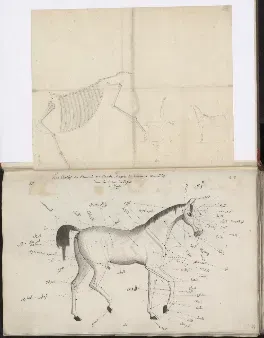 An excerpt from Count Rzewuski’s Sur les Chevaux Orientaux et Provenants des Races Orientales ("Concerning the Horses of the Orient and Those Originating from Oriental Breeds"). 1820 - 1830. Source: polona.pl.&nbsp;