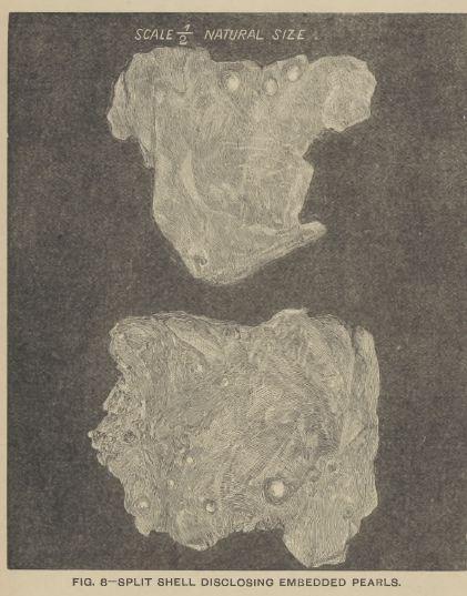 'Pearls and Pearling Life.' Edwin W. Streeter. 1886. This illustrated work explores the historical global pearl trade, with particular attention to the Arabian Gulf. Streeter describes pearl diving as a way of life shaped by the sea, where communities depended on maritime routes and seasonal expeditions, highlighting how water served not only as a route of travel, but as a source of livelihood and connection across the region. (HC.FB.2017.0072). Courtesy of the Heritage Collection Team in the Heritage Library, Qatar National Library.