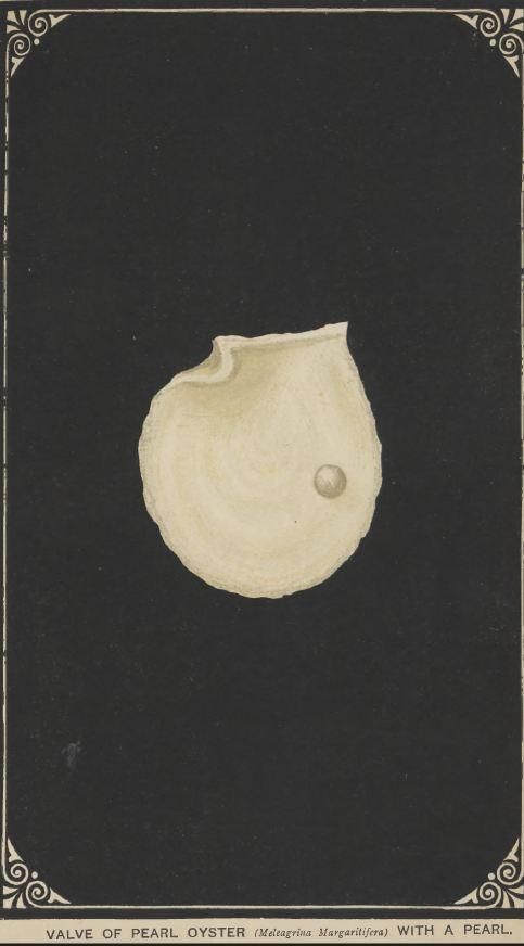 'Pearls and Pearling Life.' Edwin W. Streeter. 1886. This illustrated work explores the historical global pearl trade, with particular attention to the Arabian Gulf. Streeter describes pearl diving as a way of life shaped by the sea, where communities depended on maritime routes and seasonal expeditions, highlighting how water served not only as a route of travel, but as a source of livelihood and connection across the region. (HC.FB.2017.0072). Courtesy of the Heritage Collection Team in the Heritage Library, Qatar National Library.