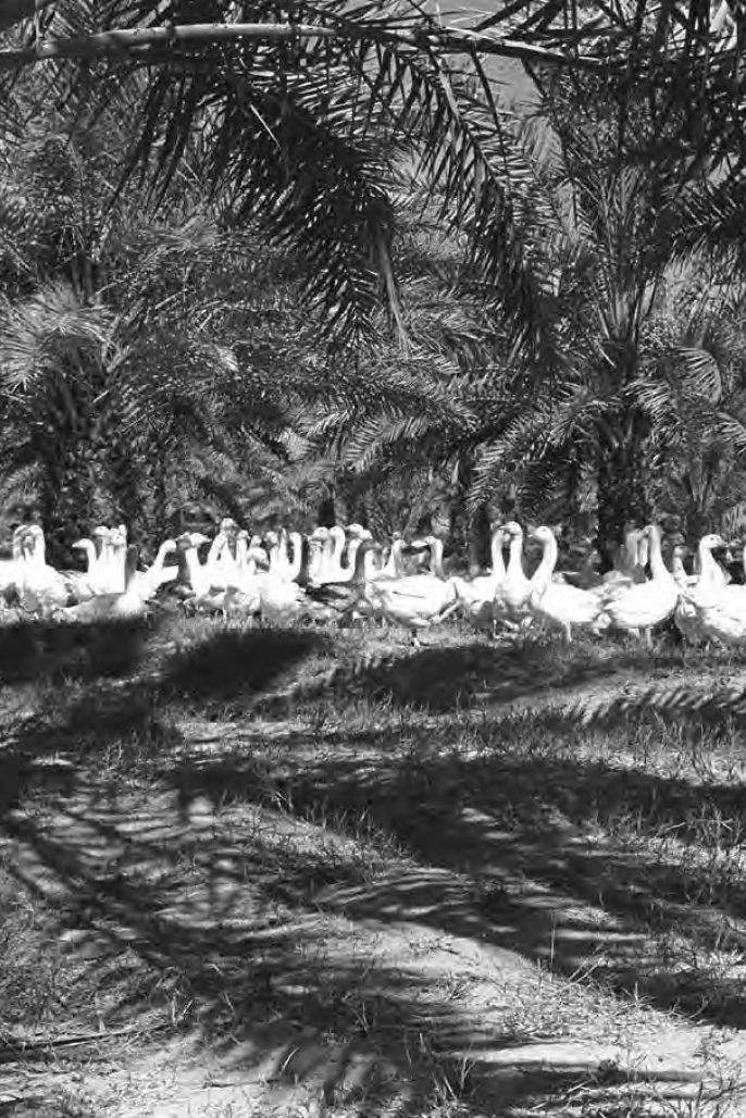 Al-Kharj. July, 1956.