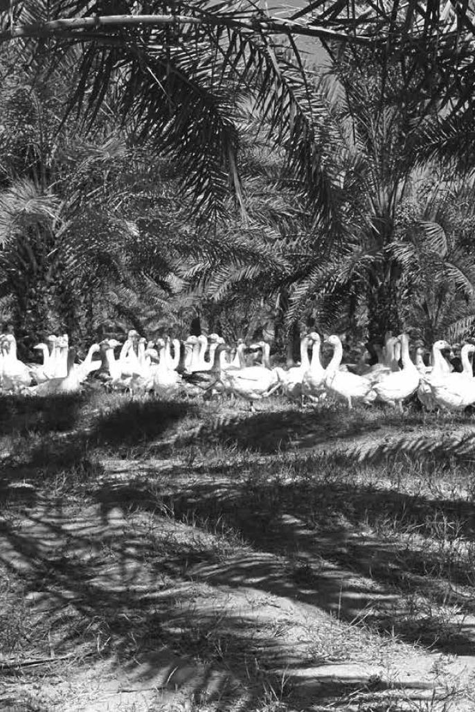 اﻟﺨﺮج ﻳﻮﻟﻴﻮ، 1956