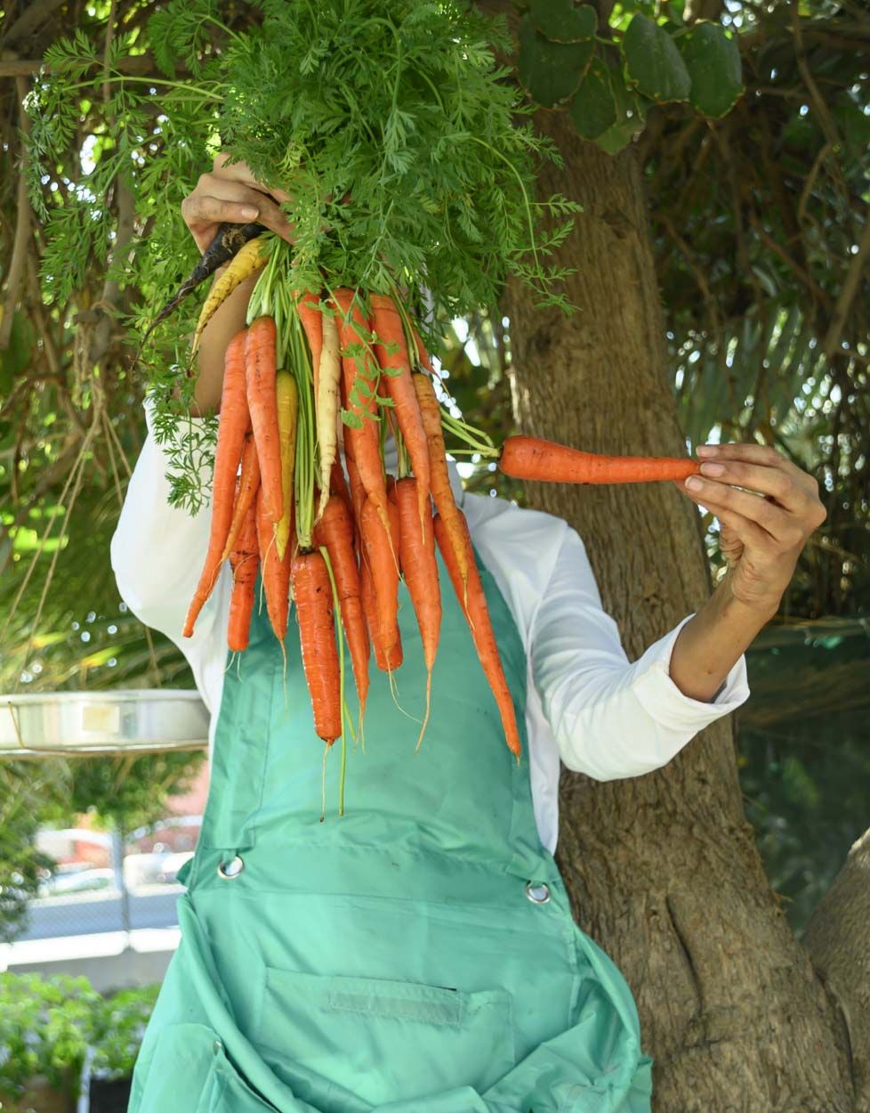 حصاد الجزر . بإذن من الزينة البابطين.