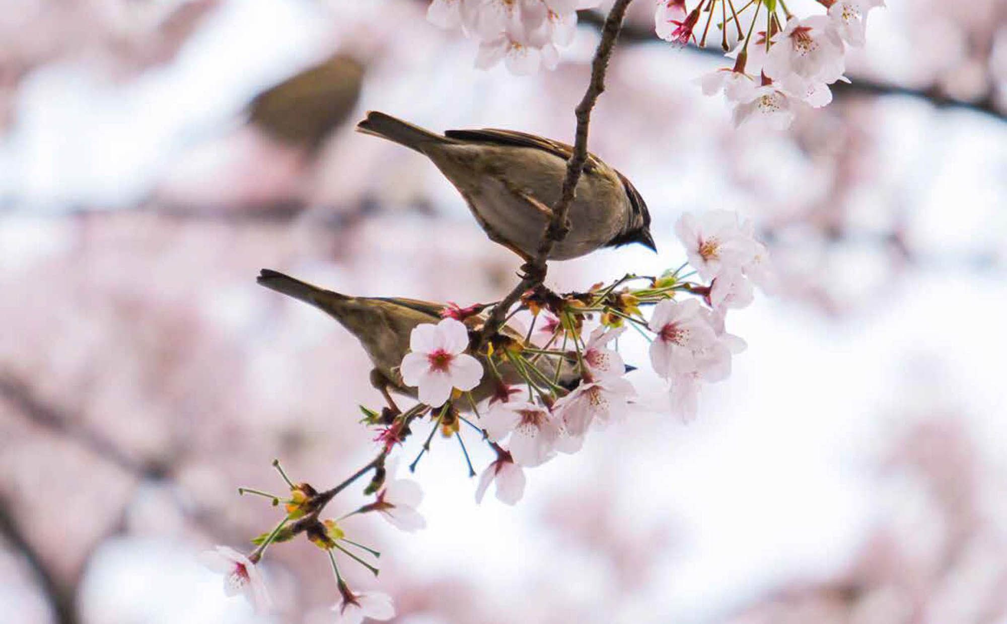 Photos taken by Saudi traveler and adventurer Fatema Abdulla. Rediscover a piece in Ithraeyat by a Saudi traveler to Japan.