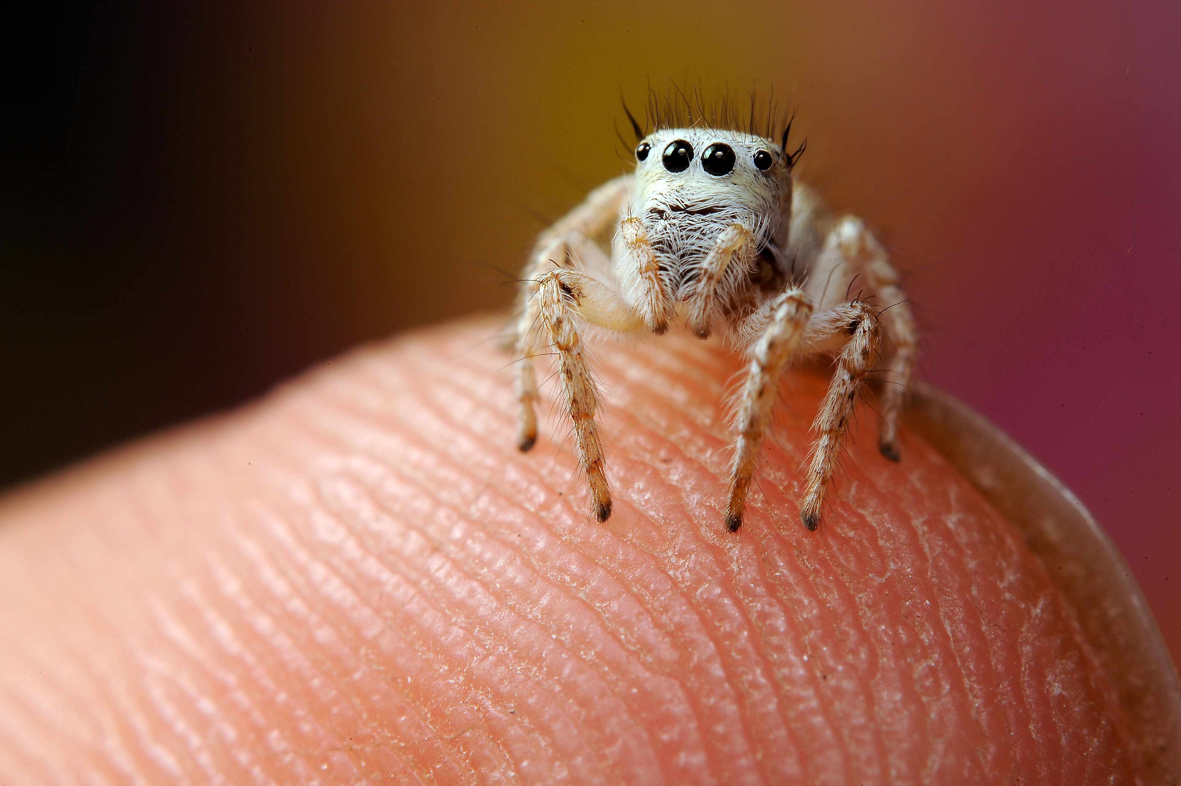 A 3-millimeter jumping spider photographed on a fingertip. Courtesy of Mishal Alryhan. 